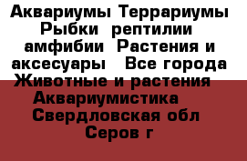 Аквариумы.Террариумы.Рыбки, рептилии, амфибии. Растения и аксесуары - Все города Животные и растения » Аквариумистика   . Свердловская обл.,Серов г.
